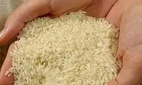 می‌خواهند برنج داخلی کیلویی ۱۰۰ هزار تومان شود

