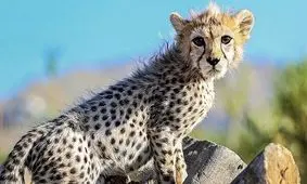 نتیجه پاتولوژی پیروز اعلام شد/ ویدئو