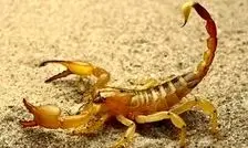 نجات دشوار زن جوان از خطر مرگ با عقرب‌گزیدگی