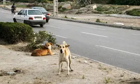 یک آمار ترسناک: سگ‌ها طی دو سال، یک میلیون بار مردم را گاز گرفتند/ ویدئو