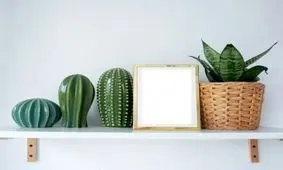 فواید گیاهان آپارتمانی برای سلامت روحی روانی