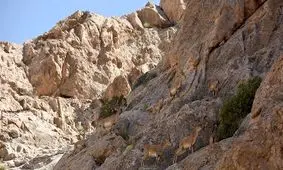 ۴۳ گونه از حیات وحش خراسان رضوی در خطر انقراض قرار دارند