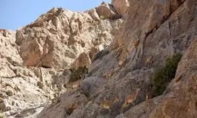 ۴۳ گونه از حیات وحش خراسان رضوی در خطر انقراض قرار دارند