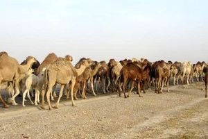 مهار 39 نفر شتر قاچاق در مرز سراوان