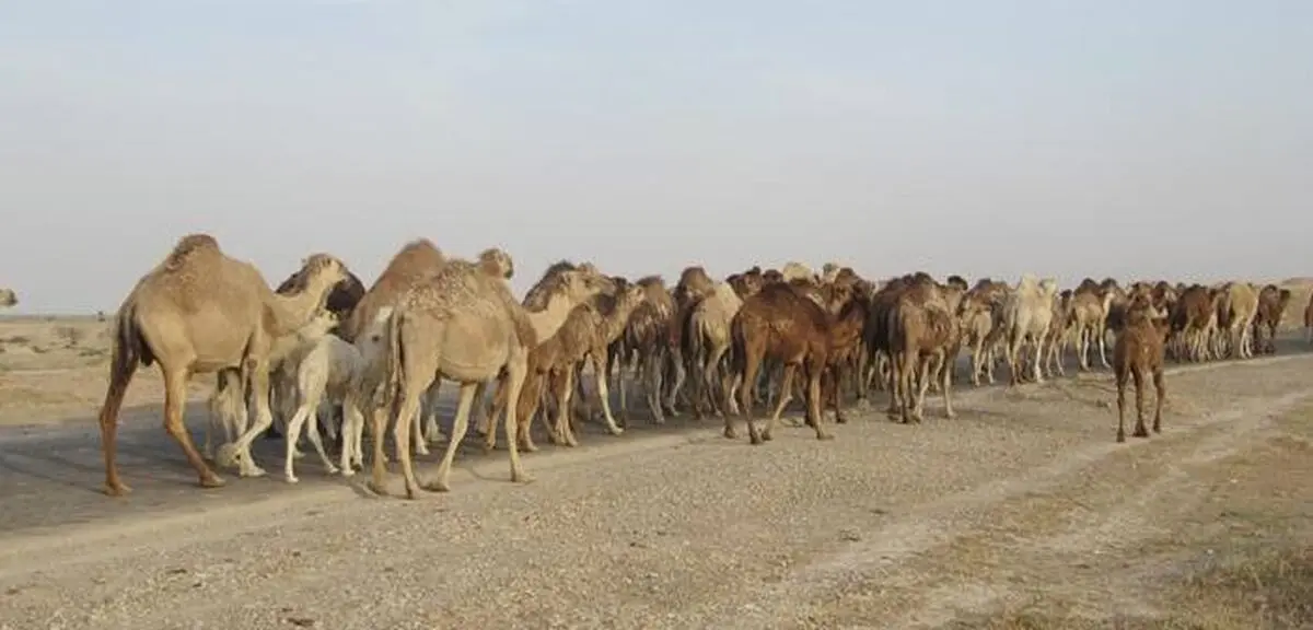 مهار 39 نفر شتر قاچاق در مرز سراوان