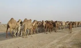 مهار 39 نفر شتر قاچاق در مرز سراوان