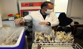 سهم ۲۹ درصدی ایران از خون‌های اهدایی در منطقه مدیترانه شرقی