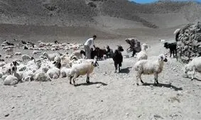 حکایت صنعت دامپروری در استان خراسان جنوبی، از مصرف نان‌ های کپک زده تا خوراک‌ دام بی کیفیت