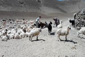 حکایت صنعت دامپروری در استان خراسان جنوبی، از مصرف نان‌ های کپک زده تا خوراک‌ دام بی کیفیت