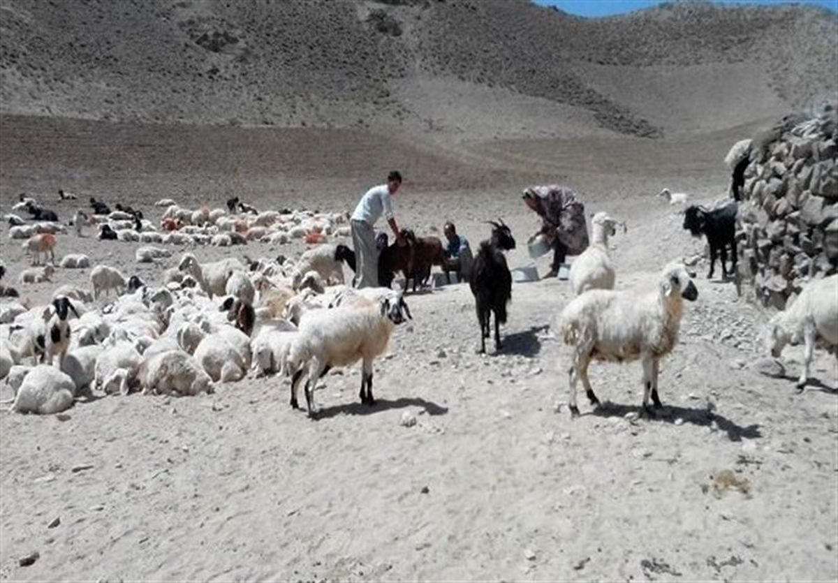 حکایت صنعت دامپروری در استان خراسان جنوبی، از مصرف نان‌ های کپک زده تا خوراک‌ دام بی کیفیت