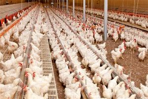 کاهش سرانه مصرف مرغ در کشور/ ریزش ۳۰ میلیون قطعه‌ای جوجه‌ ریزی در تیرماه