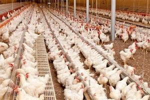 کاهش سرانه مصرف مرغ در کشور/ ریزش ۳۰ میلیون قطعه‌ای جوجه‌ ریزی در تیرماه