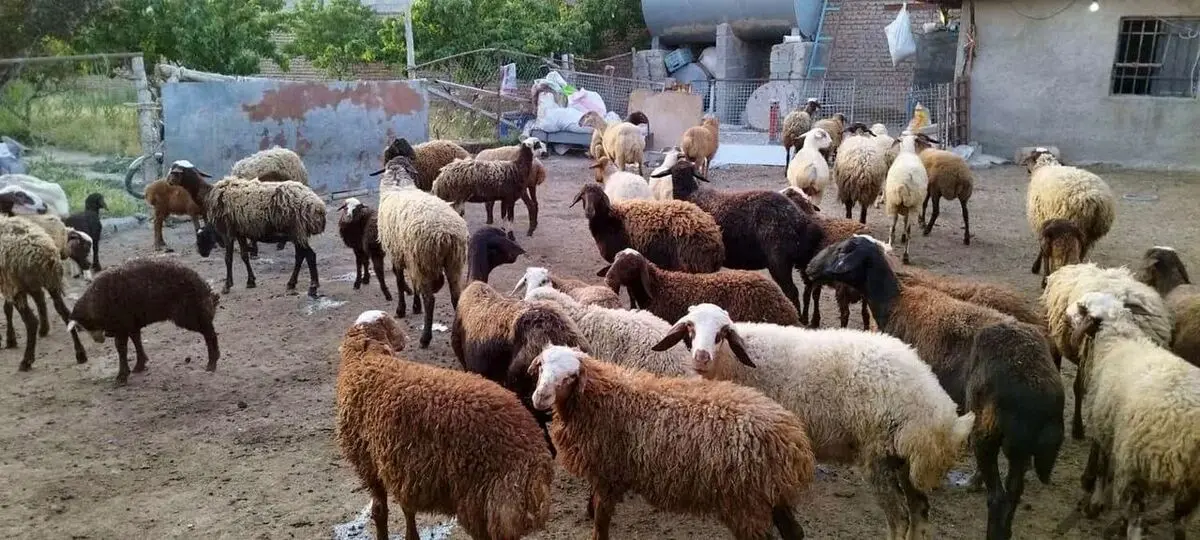 قیمت گوسفند زنده طی ۱۰ سال گذشته
