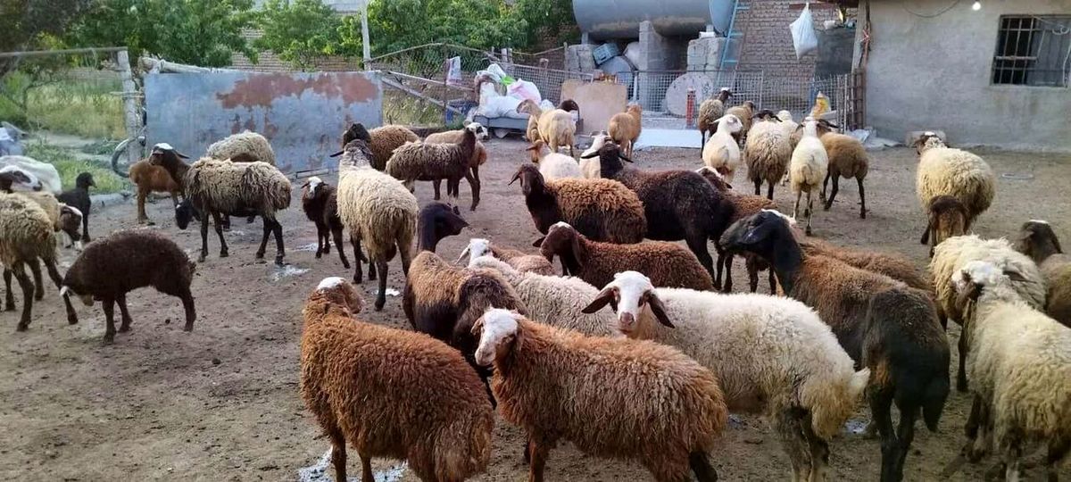 واردات ۱۰۰هزار گوساله و ۳۰۰هزار گوسفند صحت دارد؟