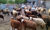 قیمت گوسفند زنده طی ۱۰ سال گذشته
