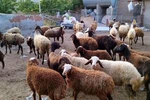 واردات ۱۰۰هزار گوساله و ۳۰۰هزار گوسفند صحت دارد؟