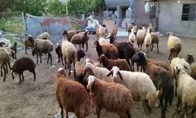 واردات ۱۰۰هزار گوساله و ۳۰۰هزار گوسفند صحت دارد؟