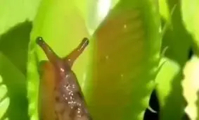 جدال هیجان انگیز حلزون و گیاه گوشتخوار/ ویدئو