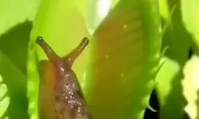 جدال هیجان انگیز حلزون و گیاه گوشتخوار/ ویدئو
