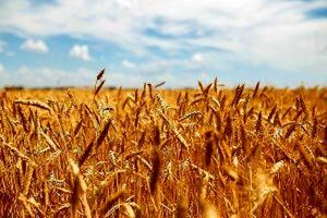 جنگ جهانی گندم، آیا افزایش قیمت آرد فقط مربوط به ایران است؟