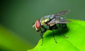 کشف مگس زنده و سالم در روده یک بیمار در حین کولونوسکوپی/ عکس

