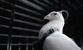 تبدیل کبوتر به پهپاد نظارتی/ جاسوس‌های پرنده روسیه