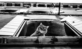 گربه‌ های خانگی ونیز و بازیگوشی هایشان/ عکس
