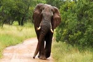 حمله فیل به گردشگران در پارک حیات وحش/ ویدئو