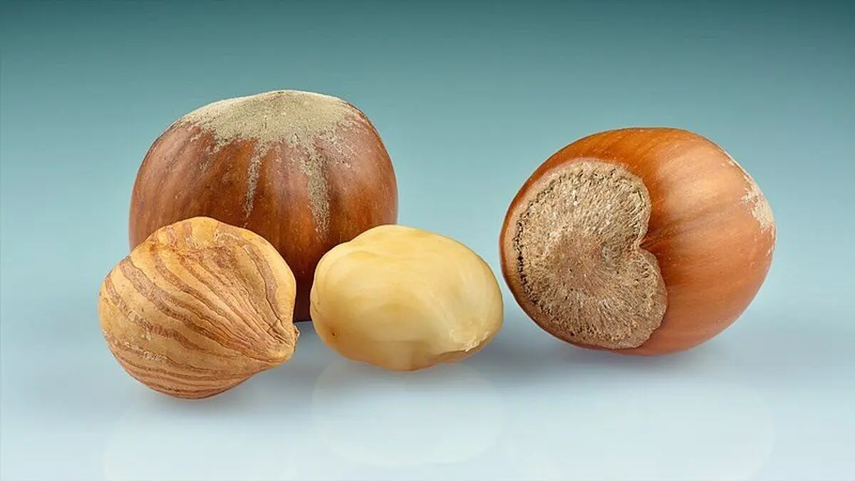 این مغز یک نوع مولتی ویتامین محسوب می شود