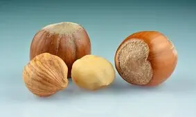 این مغز یک نوع مولتی ویتامین محسوب می شود