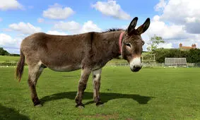 شیر الاغ لیتری ۳۰۰ تا ۴۰۰ هزار تومان