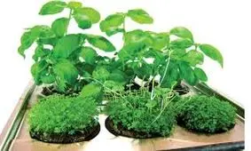 آموزش کاشت سبزه ریحون برای عید/ ویدئو