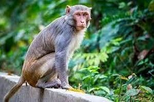 میمون در کلانتری ۹ تهران خبرساز شد