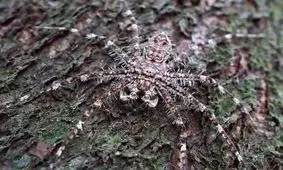 این عنکبوت بی رحم و خطرناک است/ تصاویر