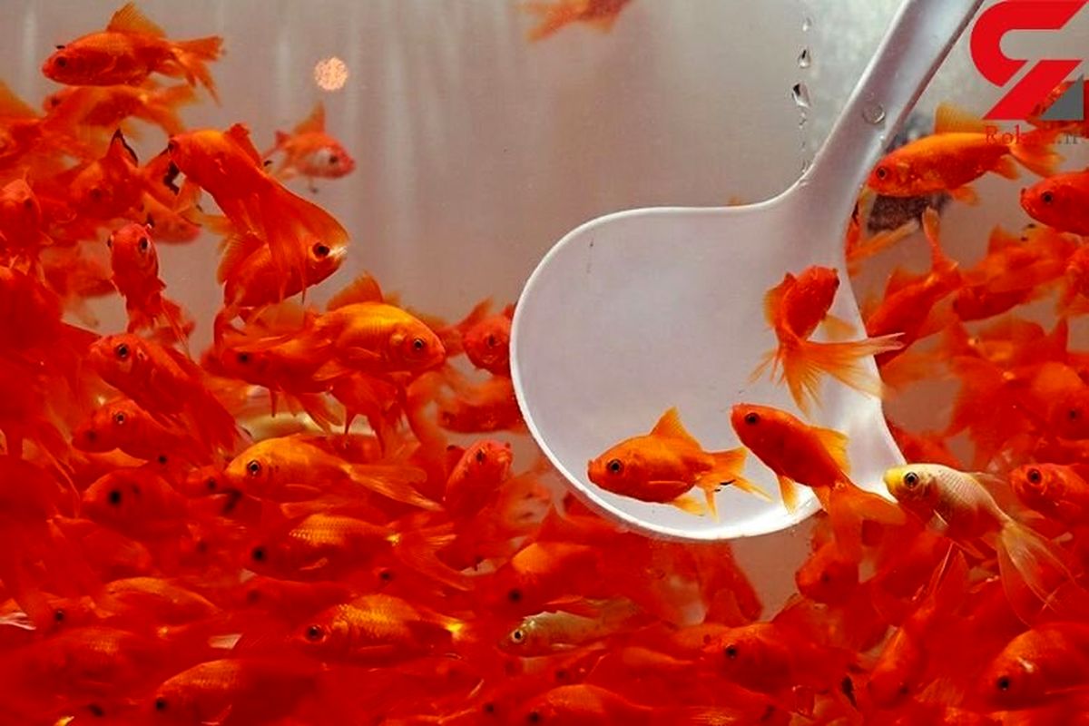 ماهی قرمز بیحال و دارای لکه پوستی نخرید