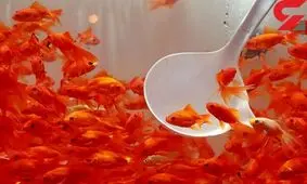 ماهی قرمز بی‌حال و دارای لکه پوستی نخرید