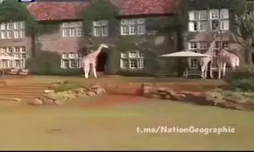 با هتل زرافه ها آشنا شوید/ ویدئو