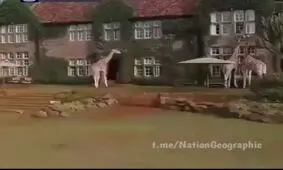 با هتل زرافه ها آشنا شوید/ ویدئو