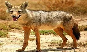 حمله شغال به مرگ مرد بابلی انجامید