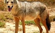 حمله شغال به مرگ مرد بابلی انجامید