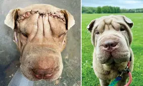 صف جراحی زیبایی برای حیوانات خانگی