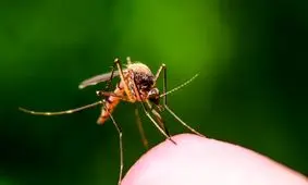 کشف یک پادتن جدید برای پیشگیری از مالاریا