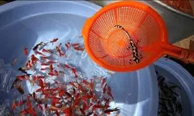 مد جدید در بازار عید/ خرید یک حیوان عجیب و ترسناک برای سفره هفت سین

