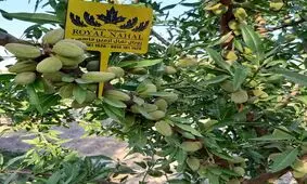 سود بالا با کمترین رسیدگی با احداث باغ بادام