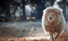 باشکوه‌ترین شیر نر جهان