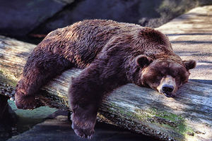 مثل خرس بخواب