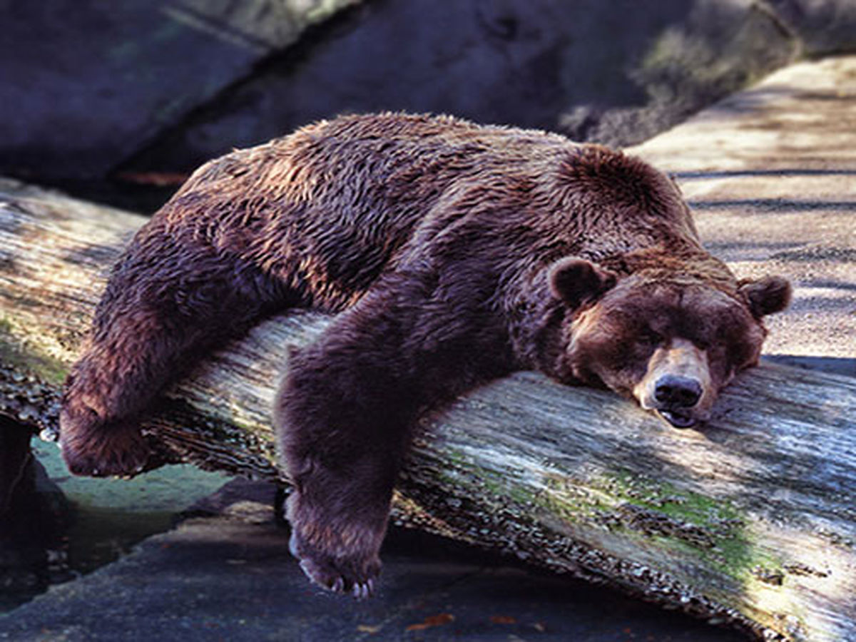 مثل خرس بخواب