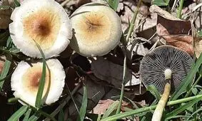 این قارچ کمیاب فقط ۸ بار در جهان دیده شده
