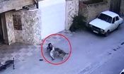 تصاویر دلخراش از حمله سگ ولگرد به دختر ۸ ساله/ ویدئو+16