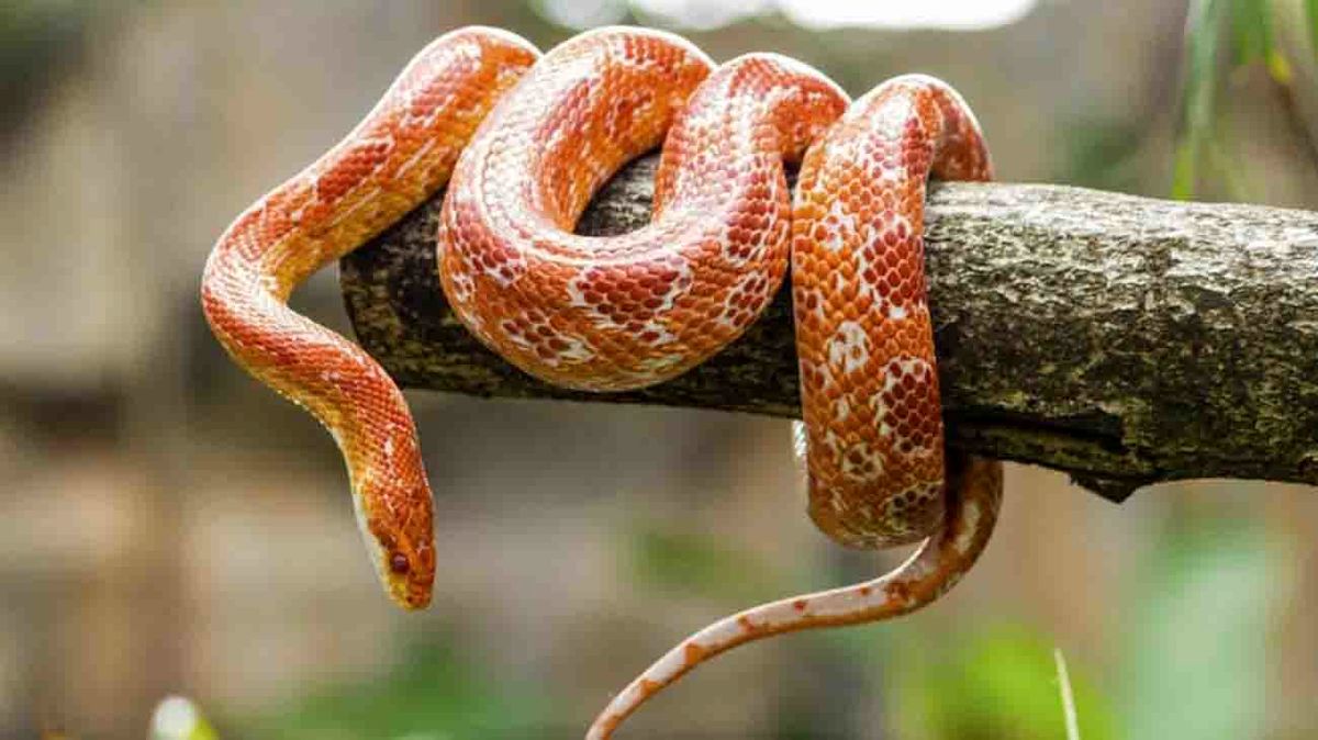 انتقام سخت دختربچه ساله از مار سمی